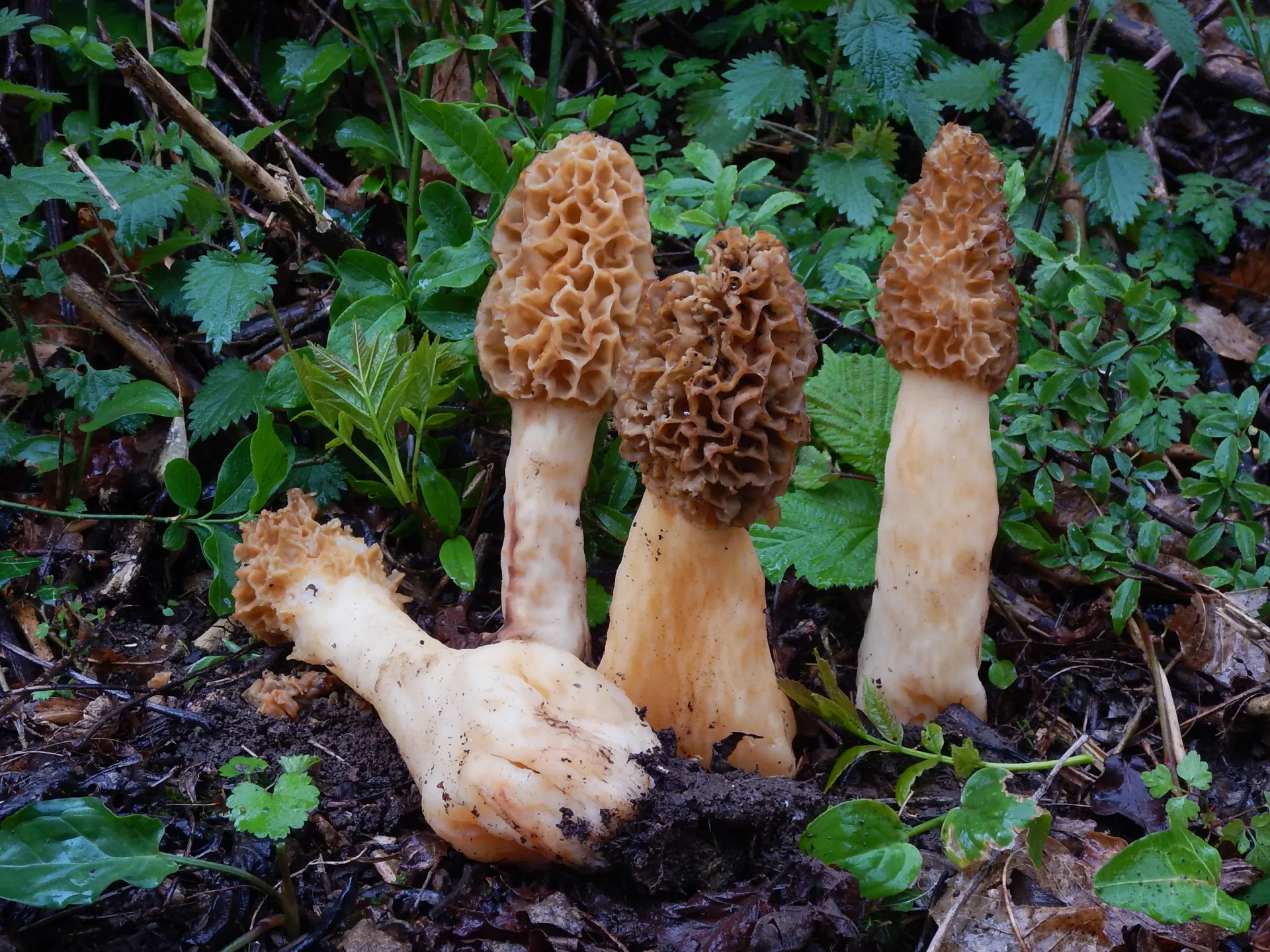 Morchella palazonii,22-04-19 (1)